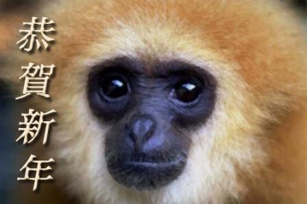 year of monkey