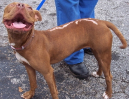miracle dog
