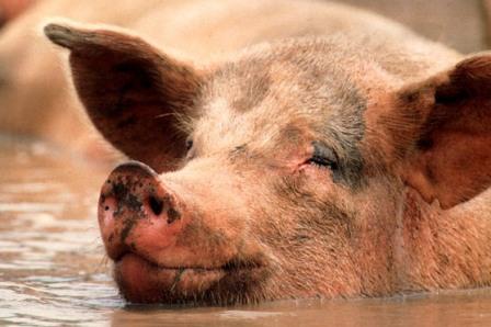 pig grants
