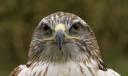sexy hawk2