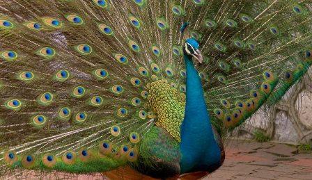 peacock