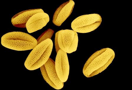 pollen