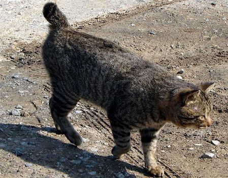 japanese-bobtail-cat
