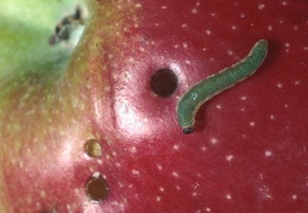 worm-apple