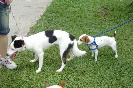 butt-sniffing