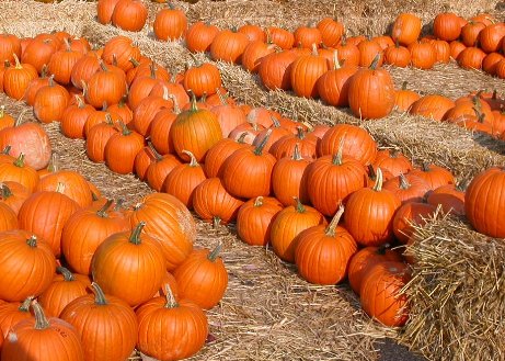 pumpkins