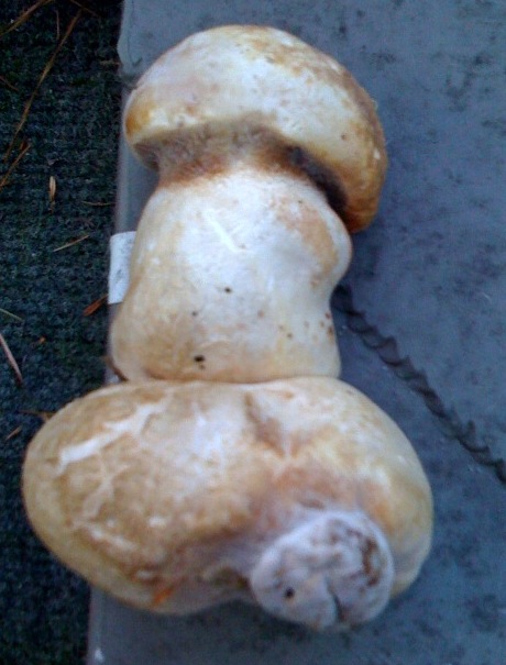 Penis Mushrooms