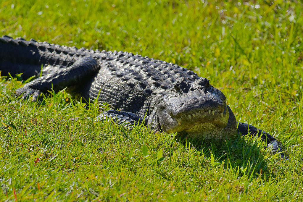 Another Fatal Alligator Attack In South Carolina - Vimarsana News