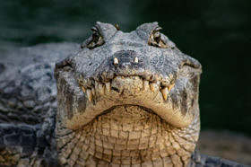 Gator facing forward