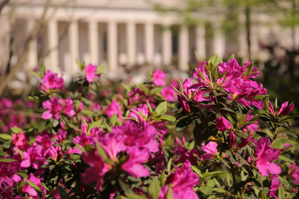 South Carolina Supreme Court Vacancy: Candidate List Released - Vimarsana News