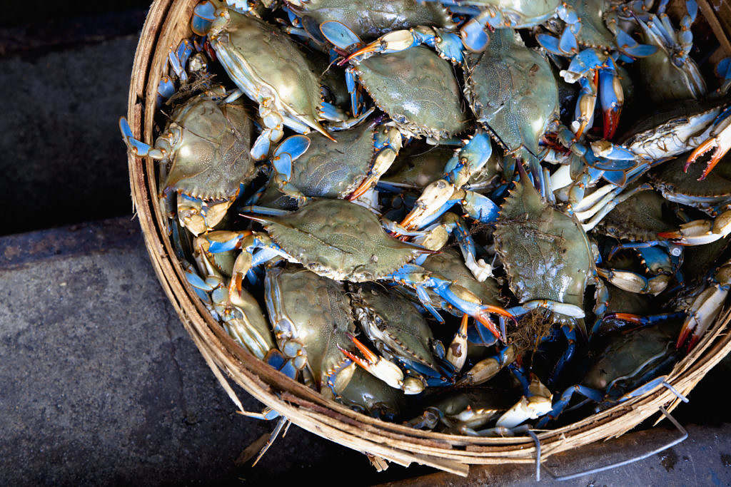 South Carolina's Blue Crab Bill On Hold - Vimarsana News