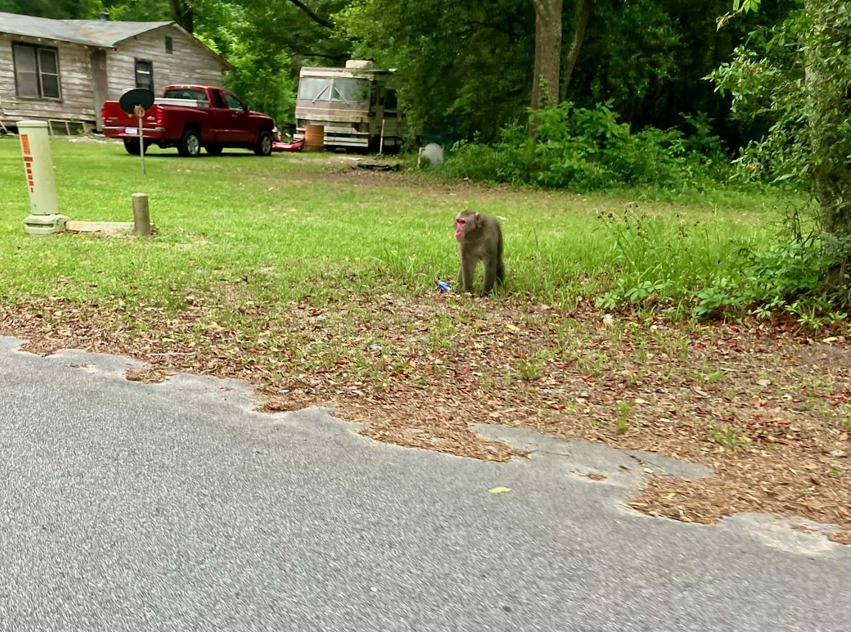 Missing Macaque Wanders Walterboro - Vimarsana News