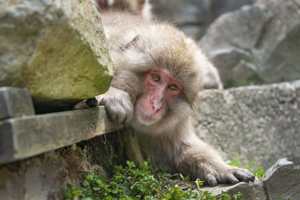 Missing Macaque Shot And Killed - Vimarsana News