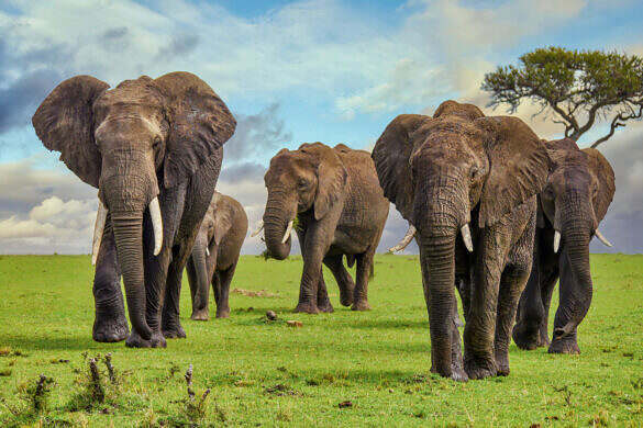 A group of tusker elephants marching together toward the camera on fresh green grass, with fresh mud on their wrinkled skin, and ears flapping.