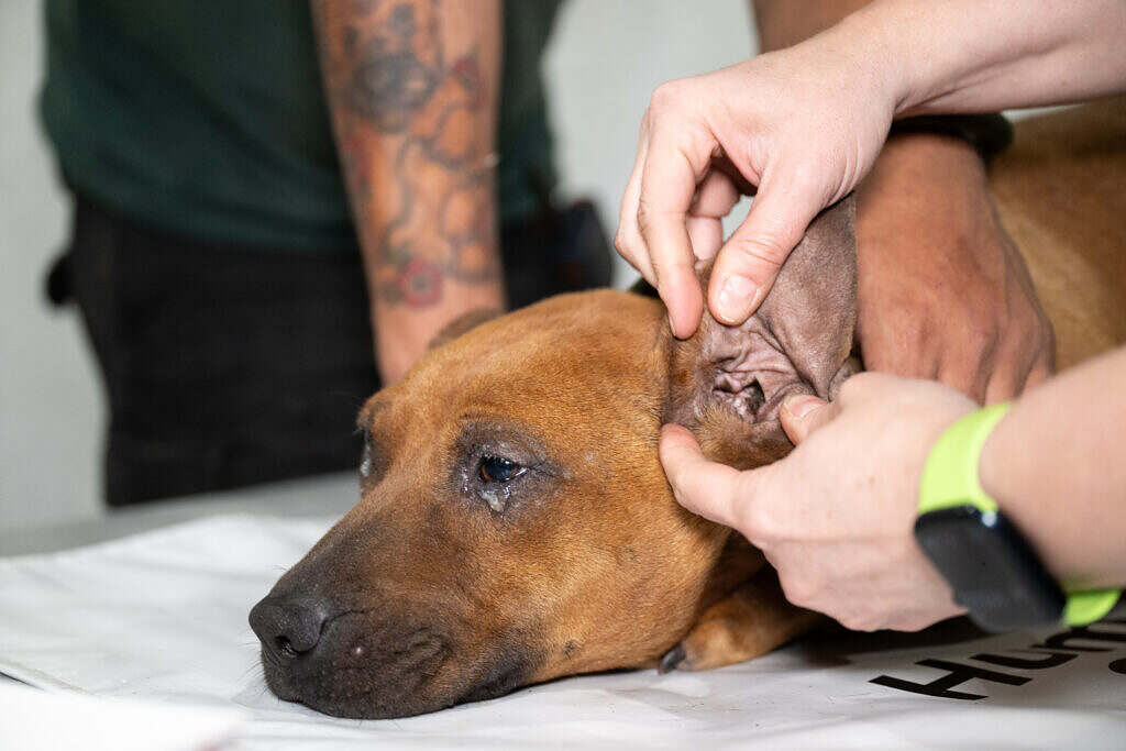 34 Dogs Rescued From Alleged Chesterfield County Fighting Operation