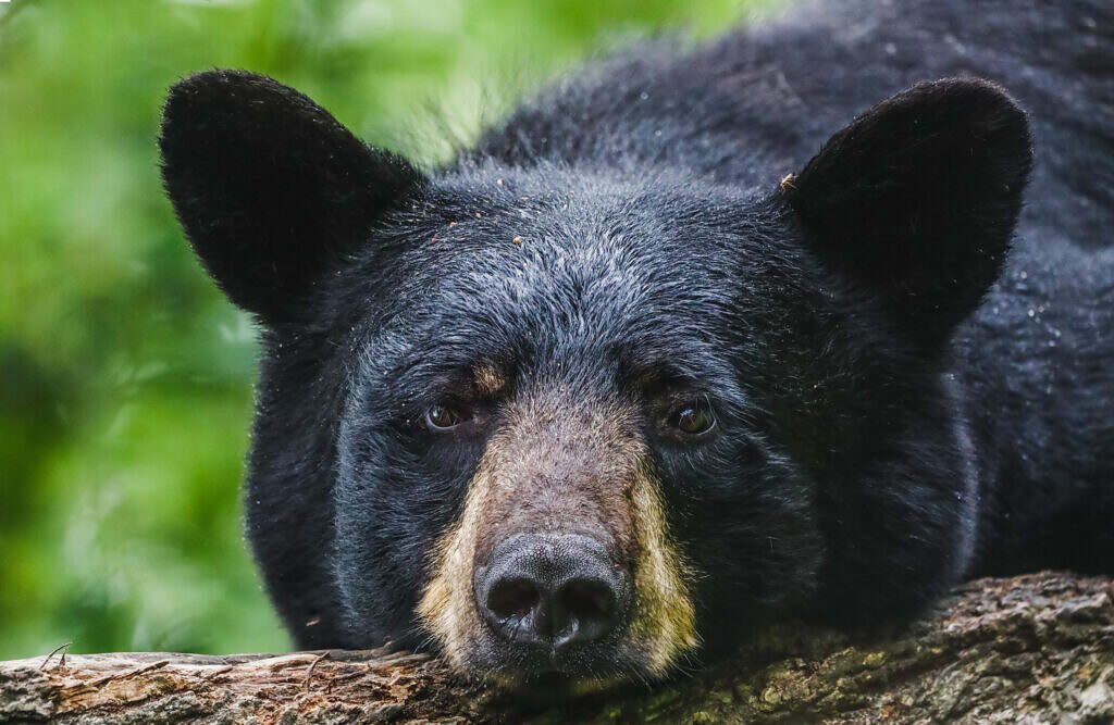 SCDNR Warns South Carolinians About Emerging Black Bears