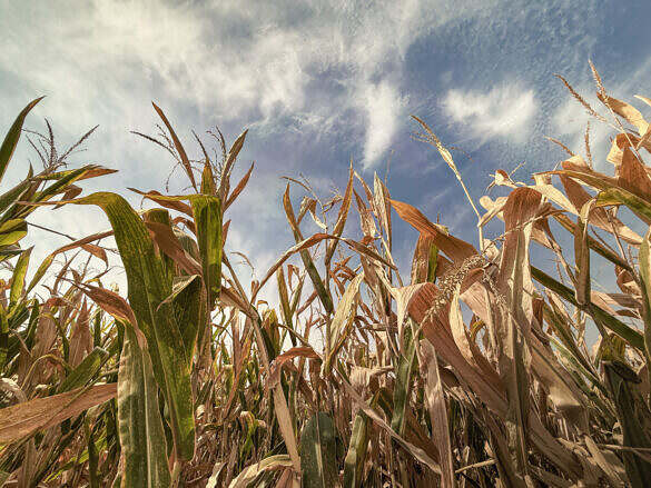 Sad, dry corn plants experiencing drought conditions. Dry leaves and stalks are wilted on mature corn crops. Captured in mid-September in the Midwest, USA.