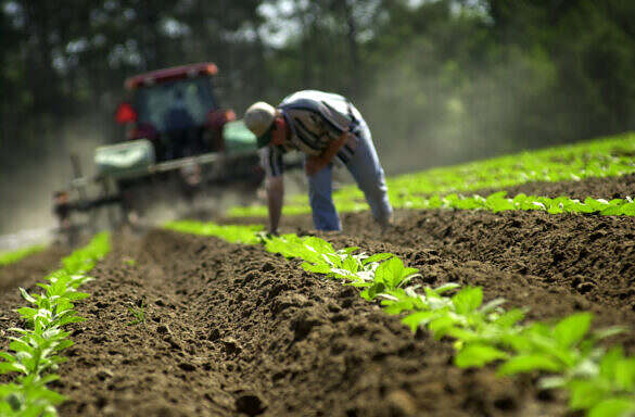 A farm owner in The Pee Dee checks his tobacco crop closely during annual plowing in this file photo. (Travis Bell/STATEHOUSE CAROLINA)