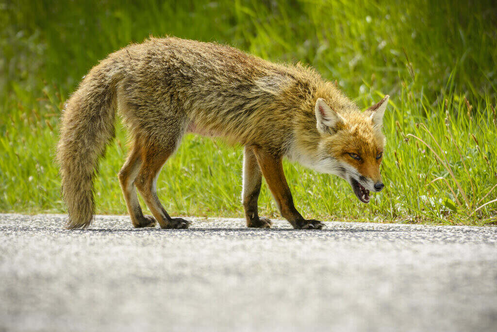 Rabid Animal Update: Multiple S.C. Counties Impacted