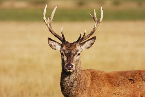 Red deer stag (Cervus elaphus). This is either a hart (a male in its fifth year) or a full-grown red deer stag in its sixth year. It does not yet have the full rack of antlers necessary to defend a group of females.
