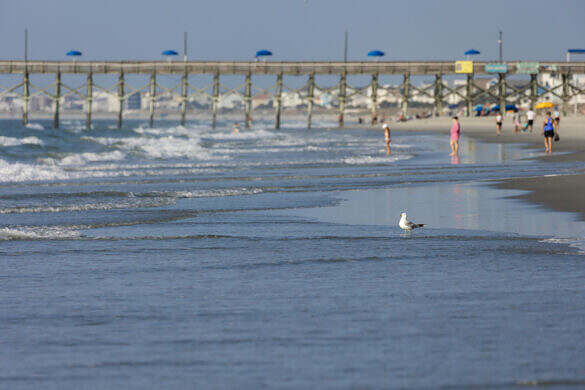 A single white segull bird standing at the shoreline and staring out into the ocean at sea level in Garden City Beach, SC on a summer morning. Shallow depth fo field focus is on the seagull. People in the background are unrecognizable.