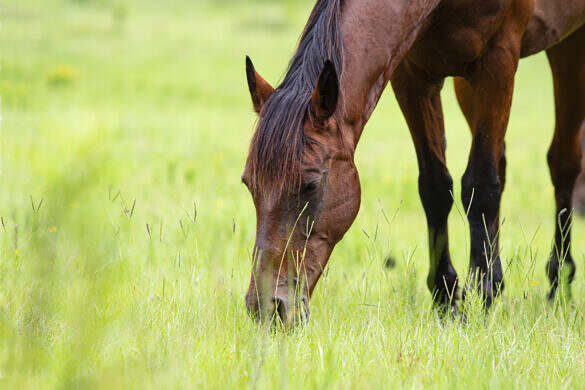 A red bay horse grazing in a springtime pasture with bokeh background and negative space for copy.