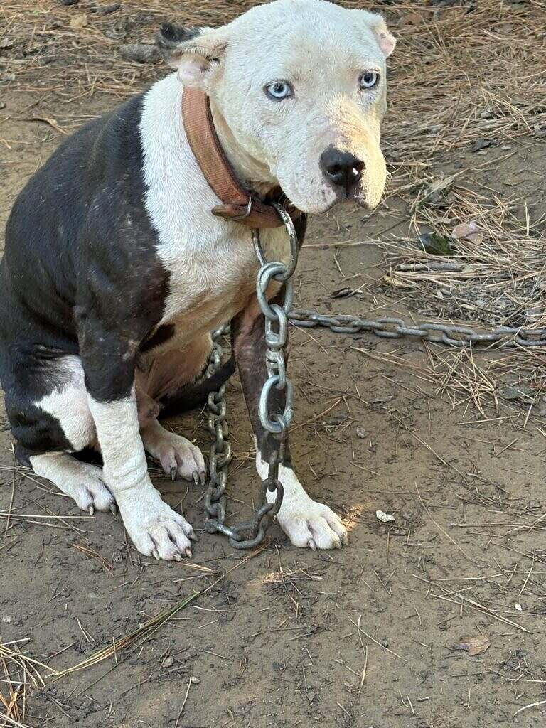 Photo of dog seized in drug bust provided by the S.C. Attorney General's Office 
