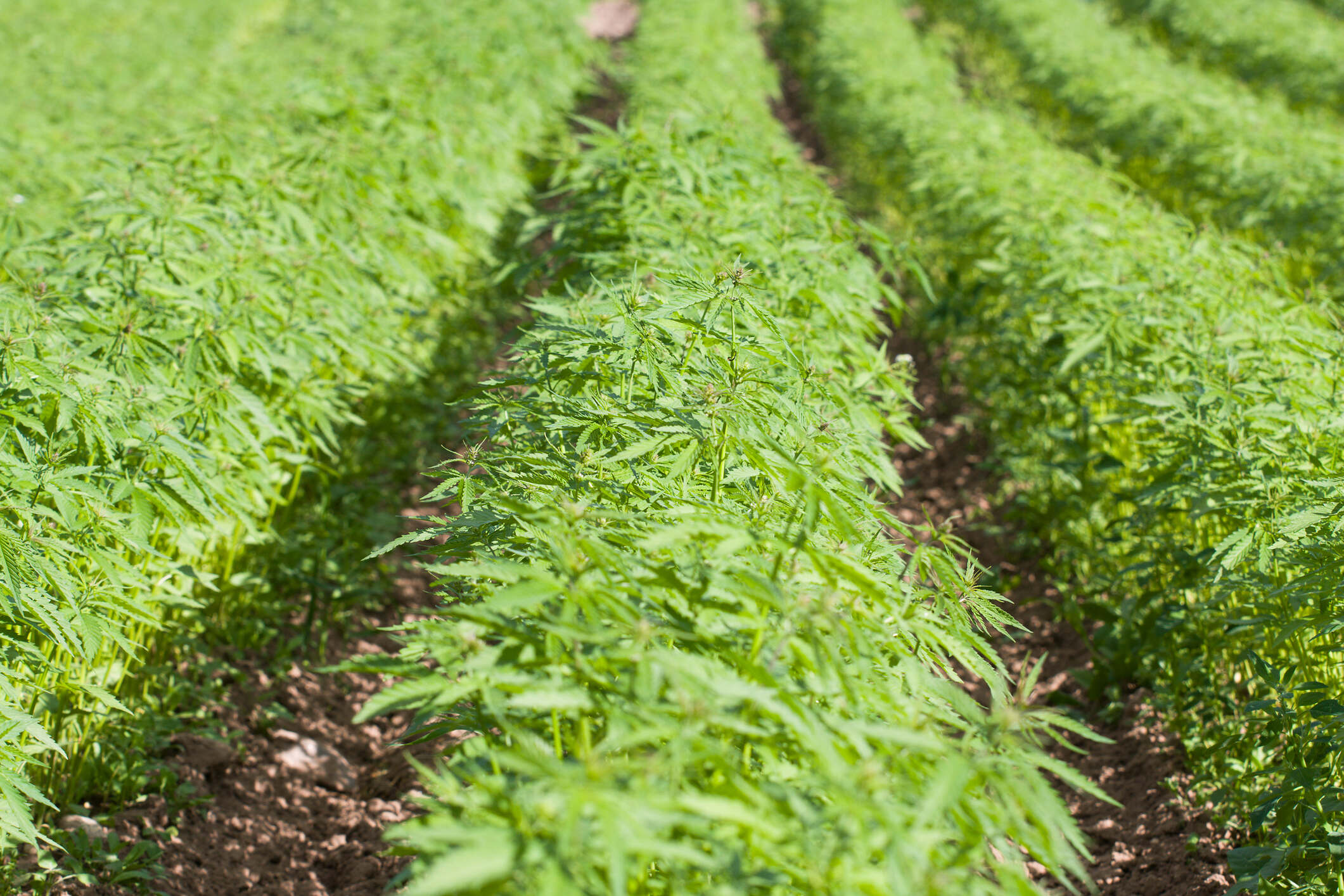 fitsnews.com - FITSForum - South Carolina Asked its Farmers to Grow Hemp: Washington is About to Make it Worthless