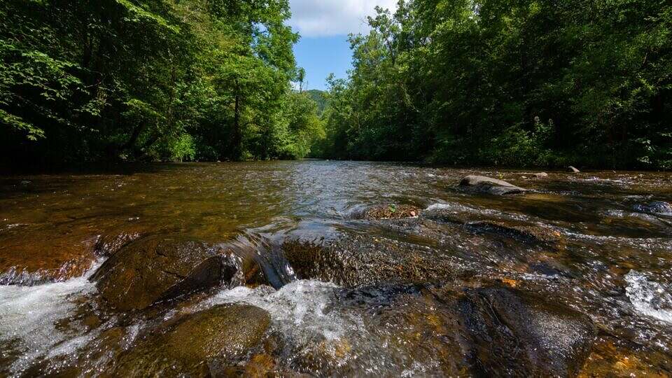 A river flows through the woods